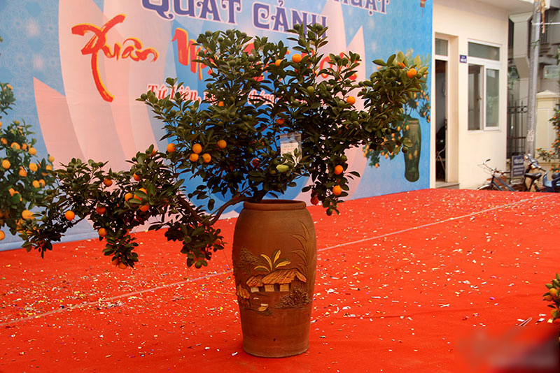 Cây quất độc nhất được ngã giá trăm triệu chưa bán